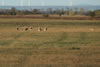 Gro�trappe