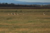 Gro�trappe