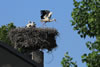 Wei&szlig;storch