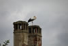 Wei�storch