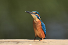 Eisvogel
